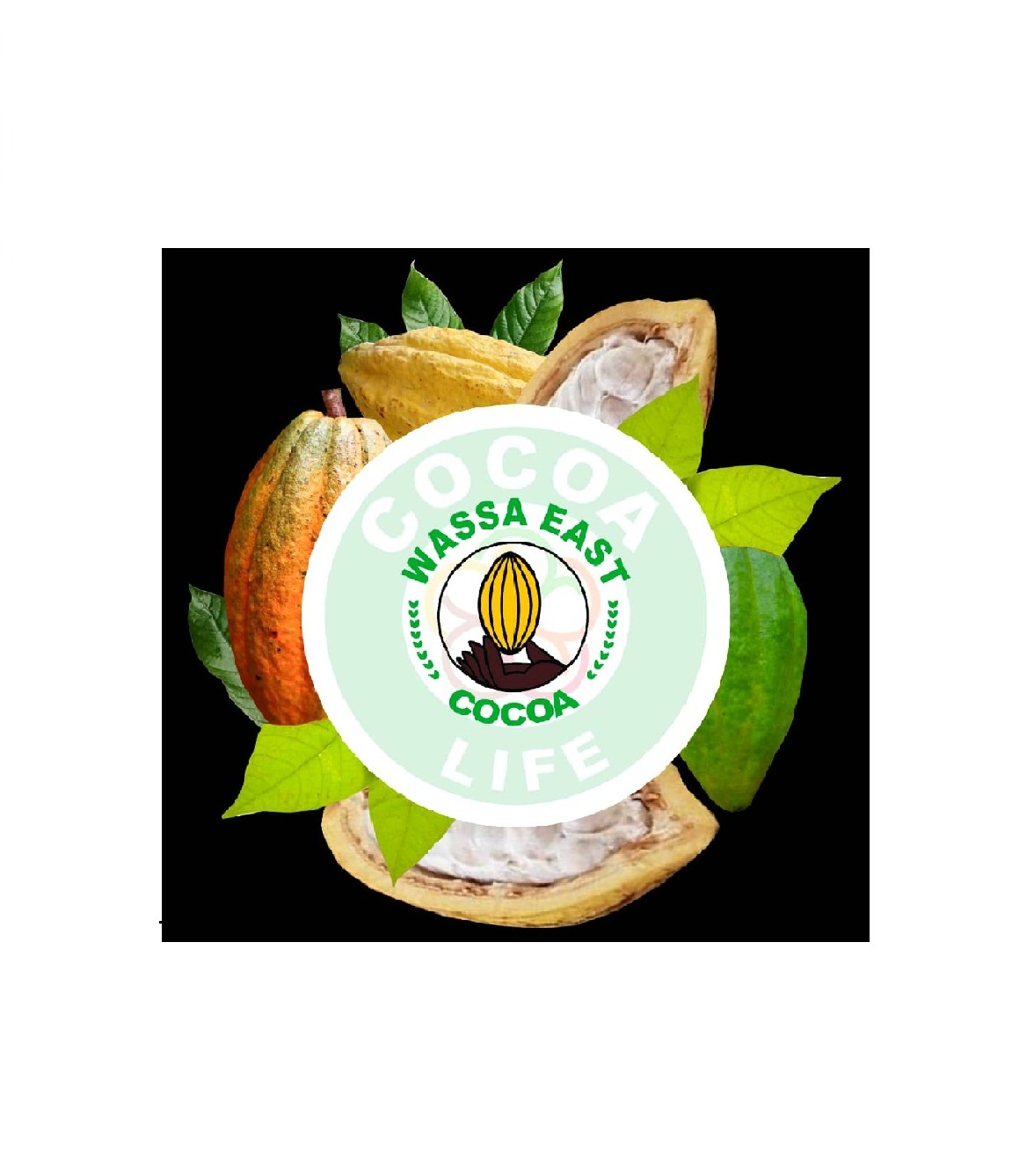 <h2>Wassa East District Farmers & Marketing Co-Operation Union</h2>